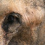 Threat to the eastern African elephant populations is increasing