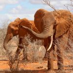 The threat to the African elephant populations in Eastern Africa is increasing