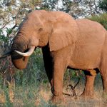 Threat to the African elephant populations in Eastern Africa is increasing