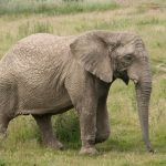 The threat to African elephant populations in Eastern Africa is increasing