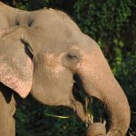 Threat to African elephant populations in Eastern Africa is increasing