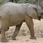 The threat to Eastern African elephant populations is increasing as poaching is rising