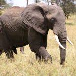 The tusks of elephants are enormous front teeth