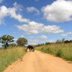 Tusks of elephants are enormous front teeth