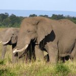Tusks of the elephants are enormous front teeth