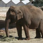 Tusks are enormous front teeth of the elephant