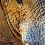 Tusks are enormous front teeth of elephants