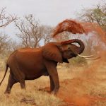 Male elephants often live longer