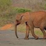 The tusks are enormous front teeth of the elephants