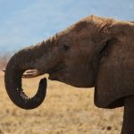 The tusks are enormous front teeth of elephants that keep growing