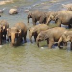 Elephant plays an important role in maintaining the biodiversity