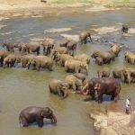 The tusks are enormous front teeth of elephants that keep growing throughout it’s life