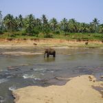 The tusks of elephants are used to dig for roots