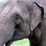 Tusks of elephants are used to dig for roots