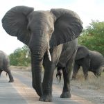 Tusks of the elephants are used to dig for roots