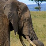The tusks of the elephant is used to dig for roots