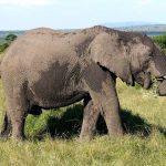 Tusks of the elephant is used to dig for roots