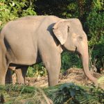 Tusks of elephant is used to dig for roots