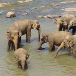 The tusks of elephant is used to dig for roots and hold grass in place