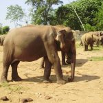 Scientists reckon that elephants prefer their left or right tusk just like we do our left or right hand