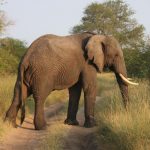 Scientists reckon that the elephants prefer their left or right tusk just like we do our left or right hand