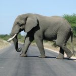 The elephants are very intelligent creatures