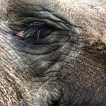 Elephants have complex consciousness