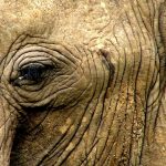 The elephants have complex consciousness