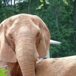 An elephant has a complex consciousness