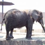 An elephant is extremely long-lived
