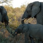 Elephants are capable of strong emotions