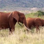 An elephant is capable of strong emotions