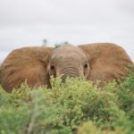 Elephants have complex consciousness and strong emotions