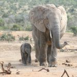 The elephants have complex consciousness and strong emotions