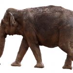 An elephant has complex consciousness and strong emotions