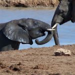 Elephant has complex consciousness and strong emotions