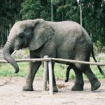 A male elephant often lives longer