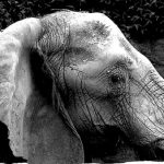 Male elephant often lives longer