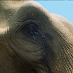 The elephants have strong emotions and complex consciousness