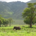 The elephants are intelligent creatures with complex consciousness and strong emotions