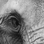 The elephant is an intelligent creature with complex consciousness and strong emotions