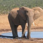 Male elephant often lives longer than female elephants