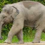 One year old Elephant - Ludwig - walking