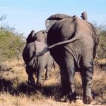 Across Africa the elephants has inspired respect from the people