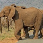 Across Africa an elephant has inspired respect from people that share the landscape