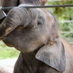 The male elephant often lives longer than female elephants