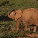 Elephants are tourism magnets