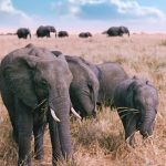 Elephant Family in Masai Mara, Kenya, Africa. Old Photo from 1995.