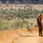 Elephants are icons of the continent