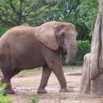 The male elephants often live longer than female elephants